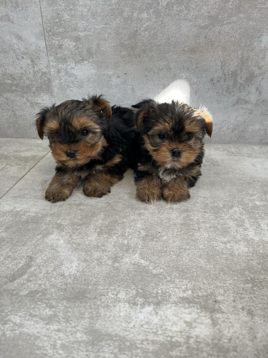 York Terrier z Rodowodem