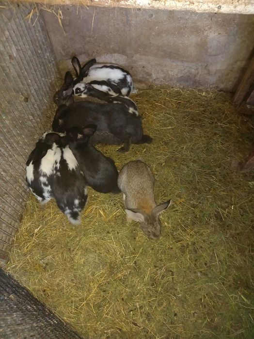 Króliki 8 miesięczne