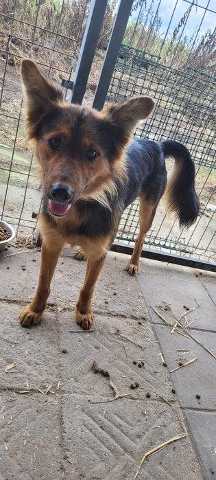 Psiaczek szuka pilnie domu