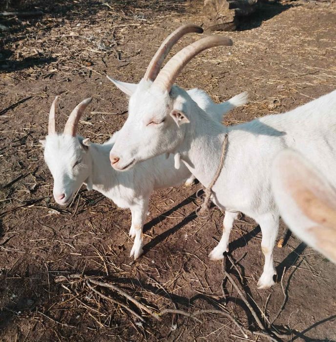 Продам козенята.Породисті.Ціна договірна