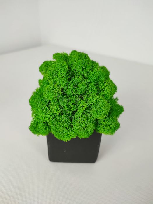 Doniczka z chrobotkiem kostka 7x7x7cm