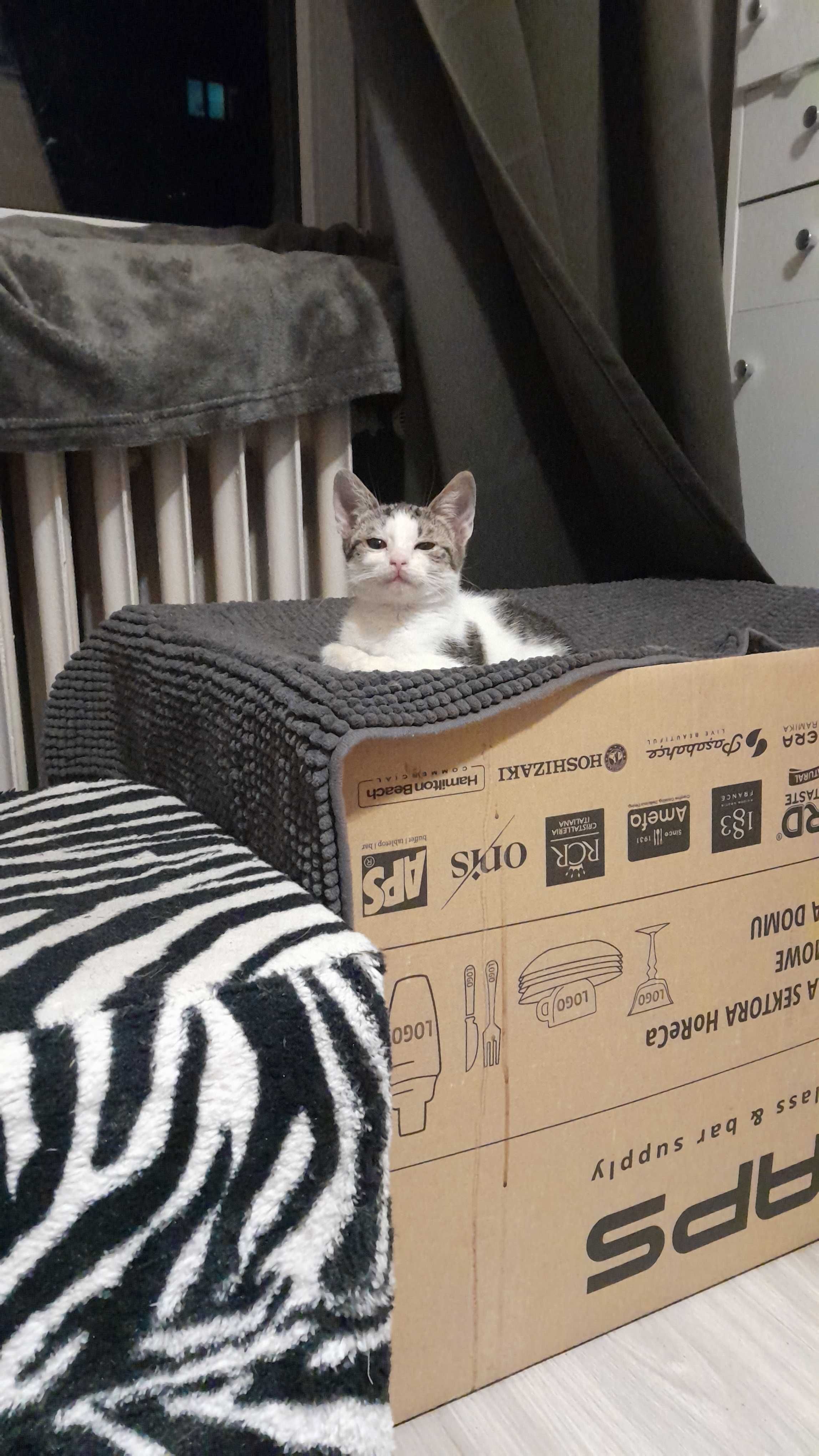 Cudne kocięta do adopcji