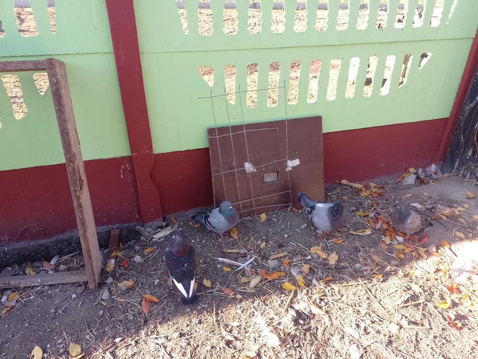 Sprzedam gołębie Kingi