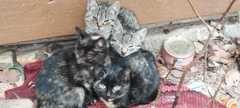 4 koteczki na wydanie