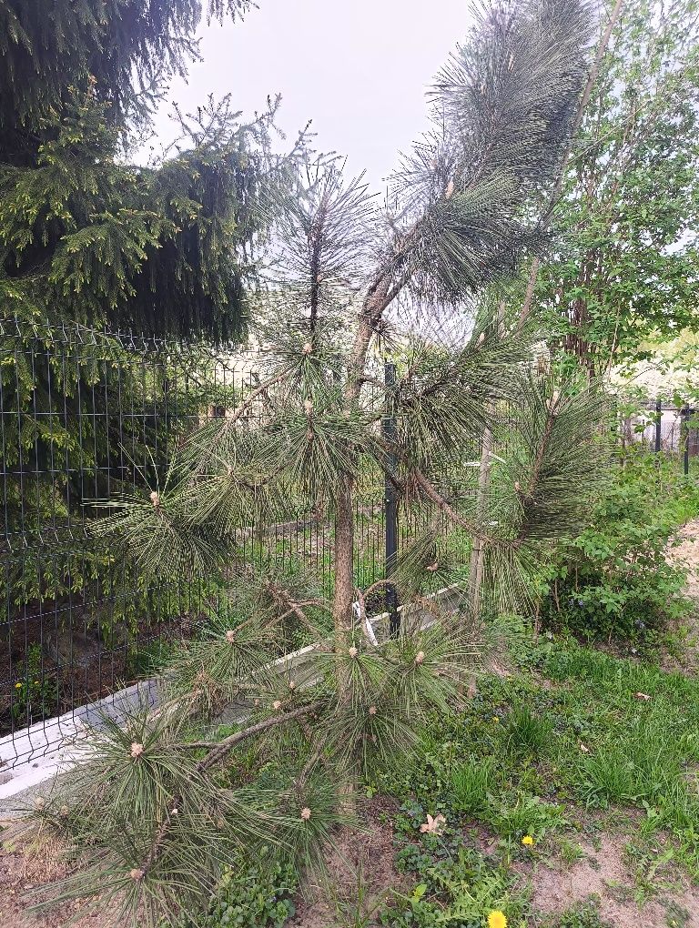 Sosna Pinus Czarna 3m