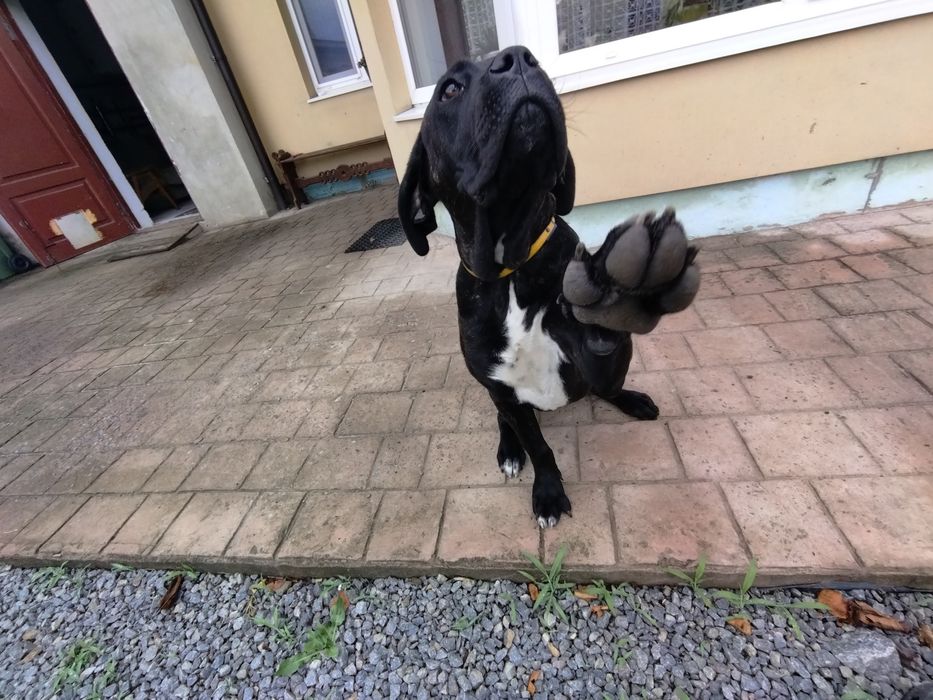 Кане корсо. В'язка