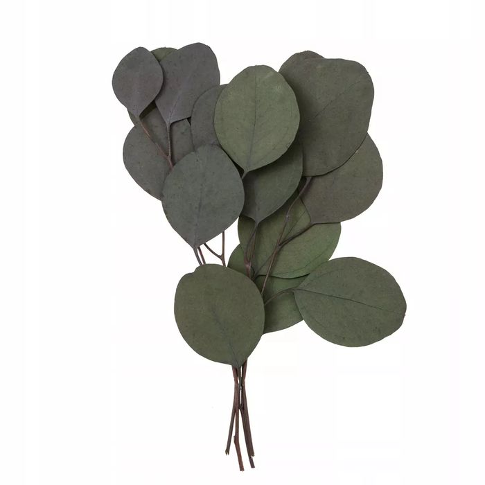 Eukaliptus populus 4 gałązki ok. 20cm zielony. Dalprint