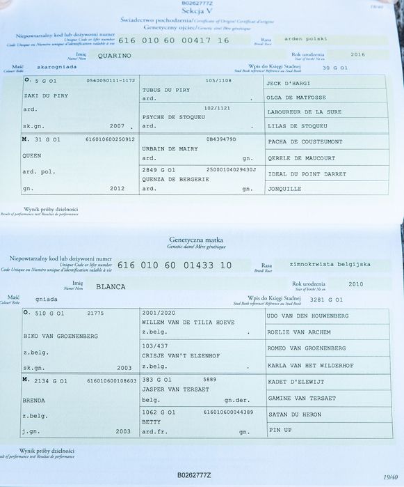 Sprzedam ogiera zimnokrwistego