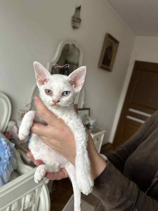 Kotka Devon Rex różnooka (heterochromia) w 63