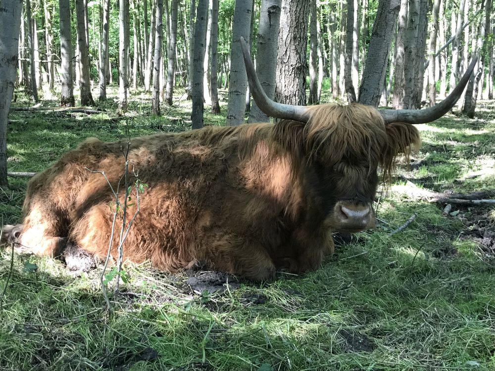 Bydło highland - szkodzkie krowy byki
