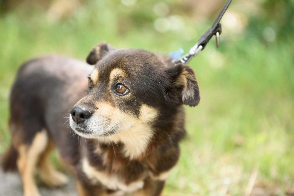 SMILKO - kompaktowy, przytulaśny, słodziutki pycholek