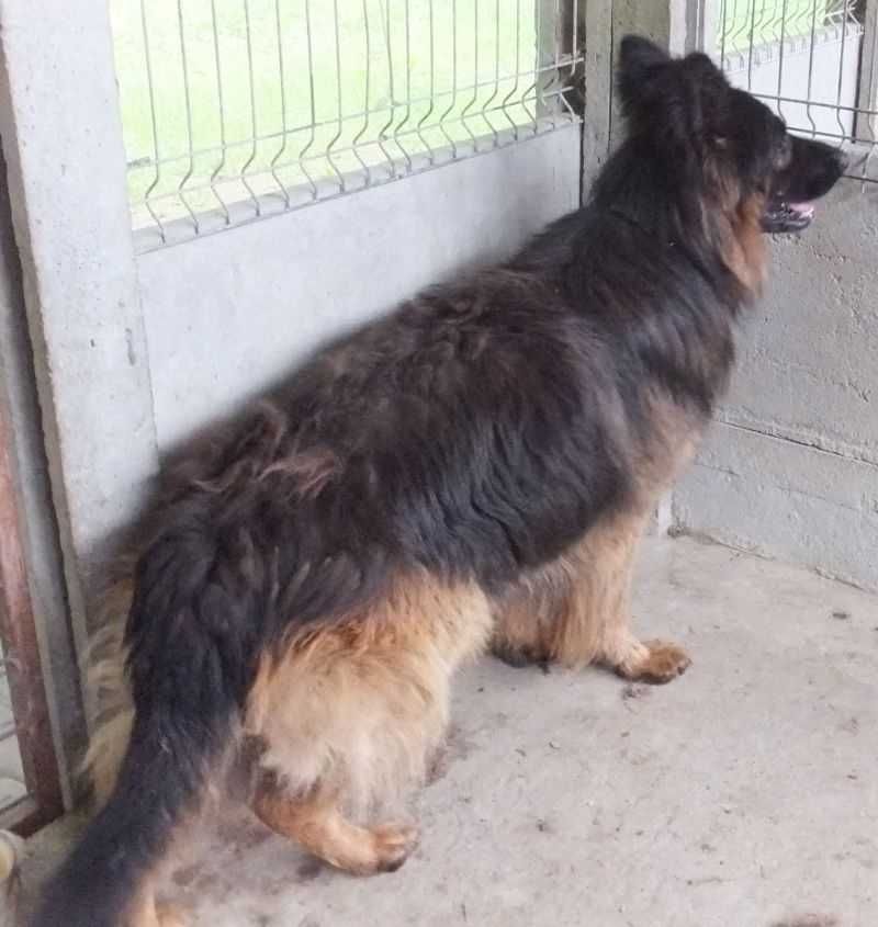 LEGAT duży pies owczarek niemiecki, z charakterem do adopcji
