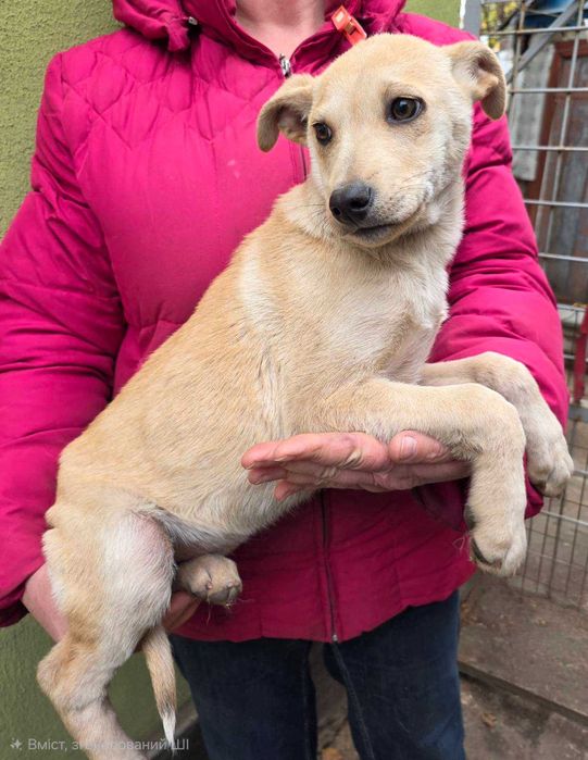 Двоє щенят шукають родини