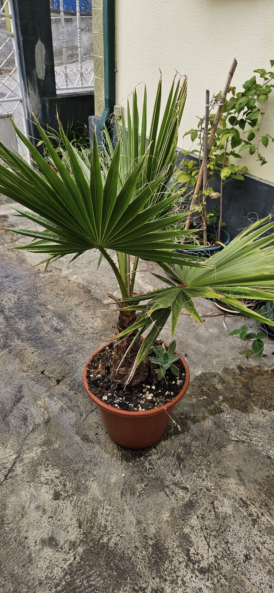 Palmeira criada ao ar livre