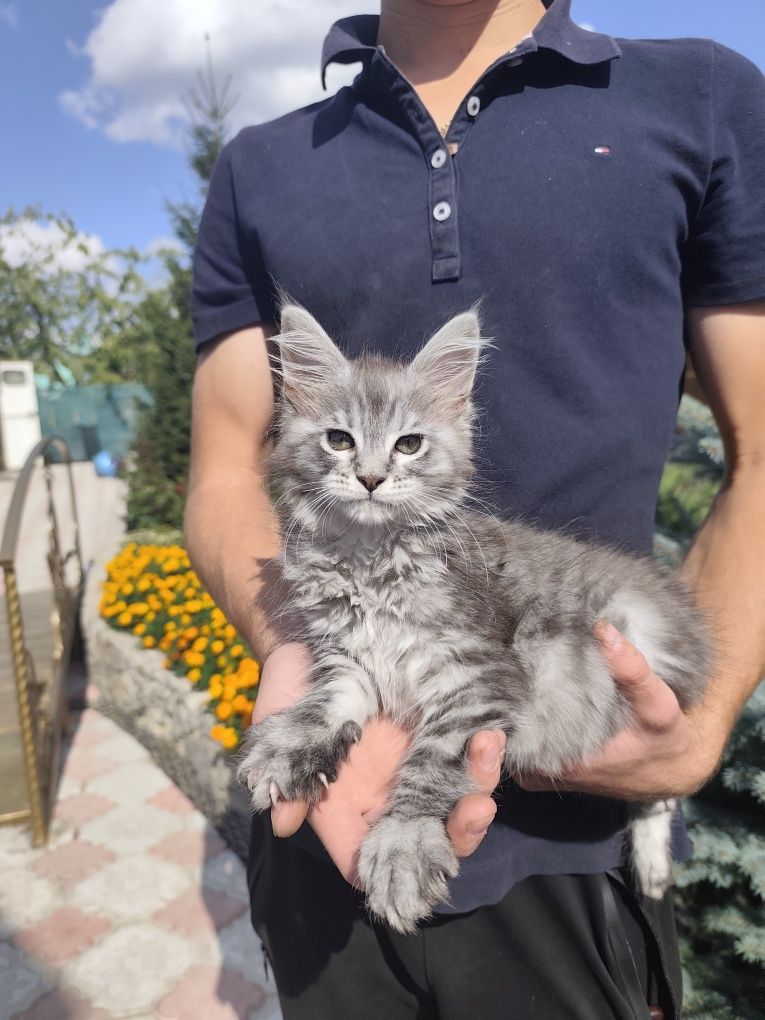 Чарівна дівчинка мейн-кун.