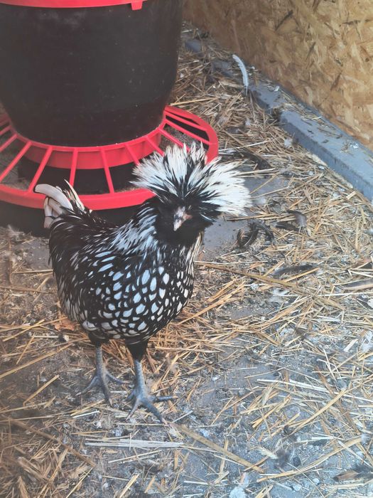 Sprzedam koguty ozdobne