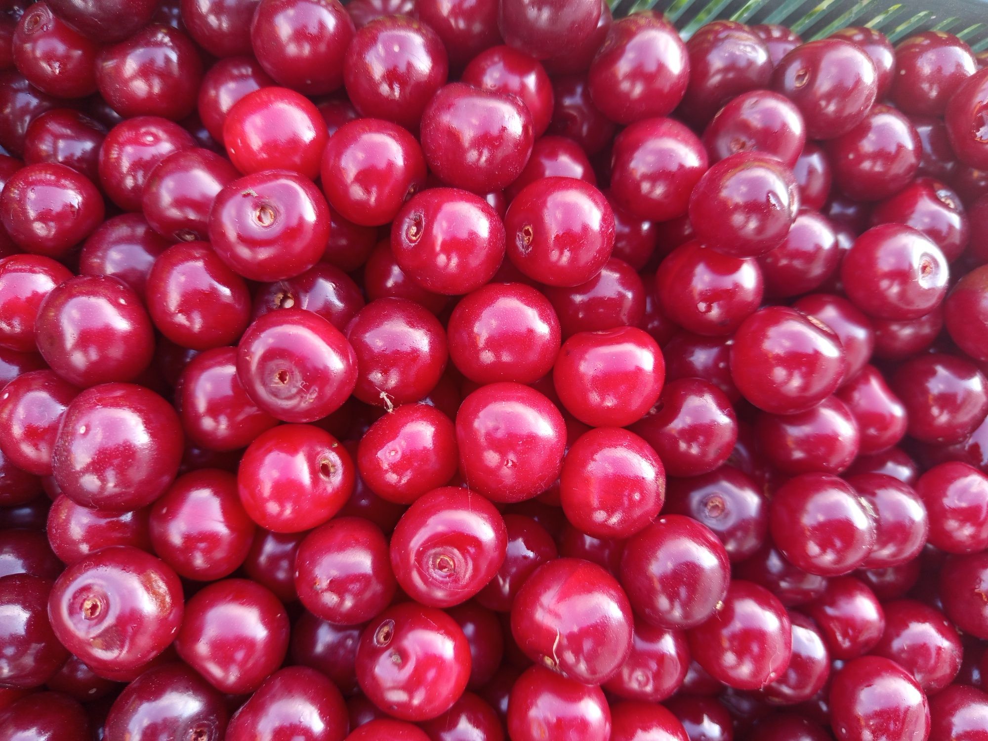 Wiśnie okazja wiśnie producent 10 zł kg