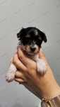 Yorkshire terrier tricolor