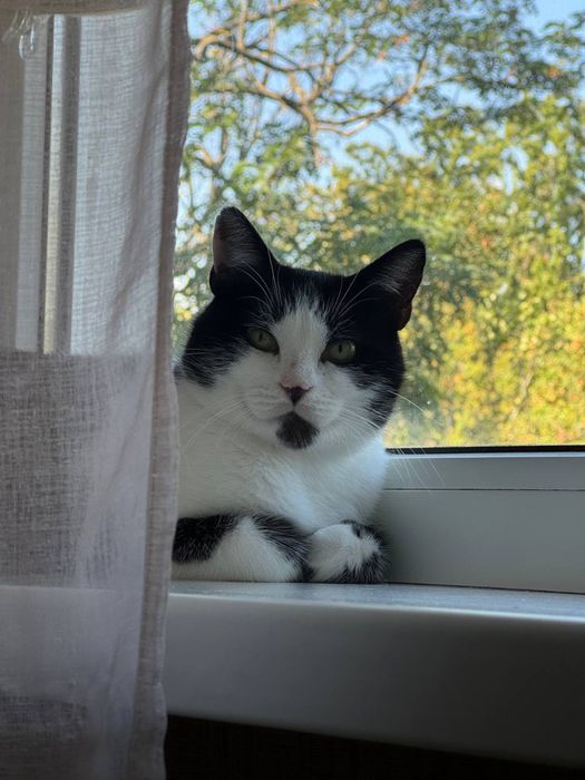 Стерилізована киця десь 11 міс НЕ КУПУЙТЕ !РЯТУЙТЕ ЖИТТЯ