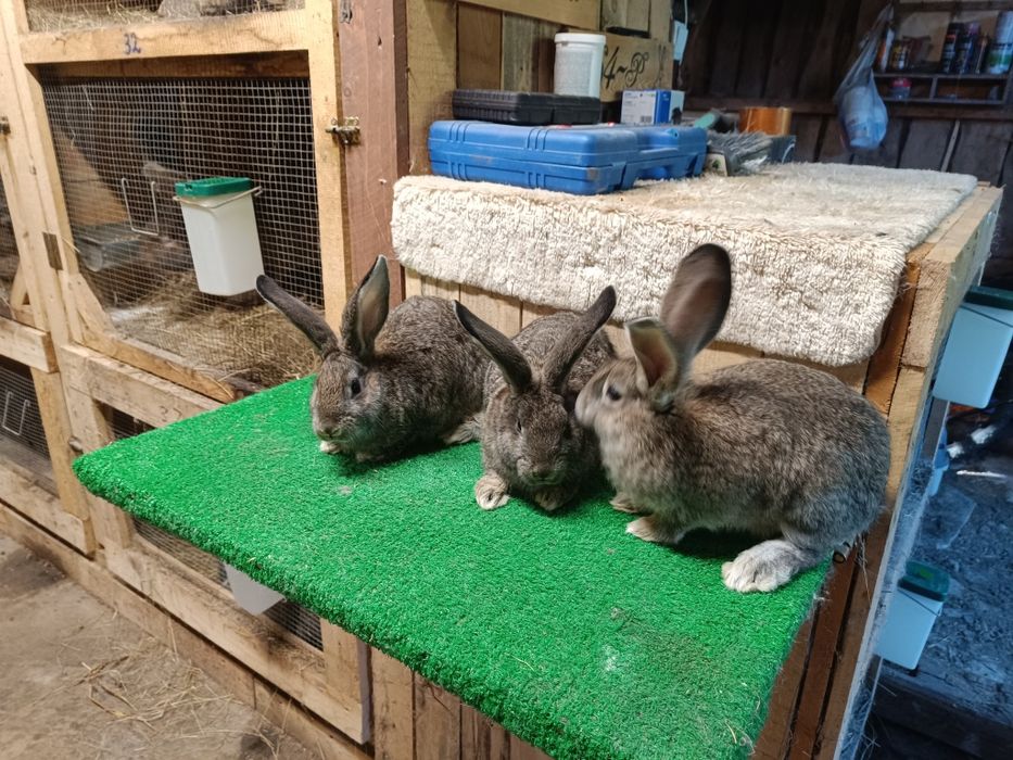 Młode króliki mix Angora i Belgijski Olbrzym