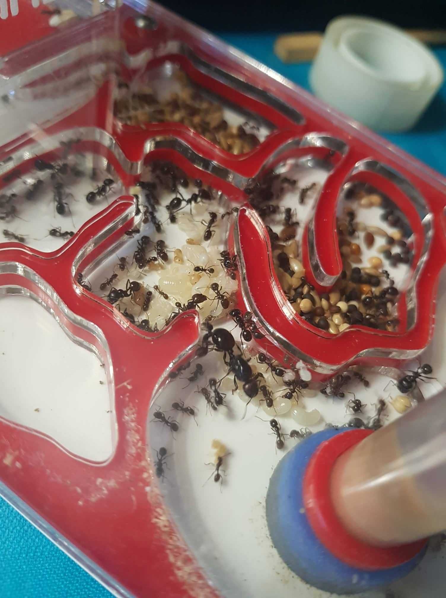 Quinta de formigas completa - vermelha e branca