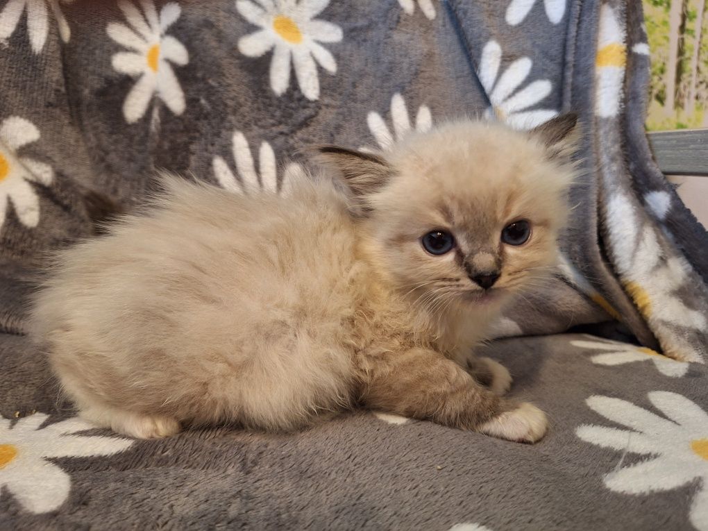 Ragdoll- dziewczynka seal point mitted lynx