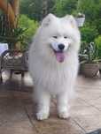 Samoyed samojed Związek Kynologiczny  reproduktor  krycie za szczenię