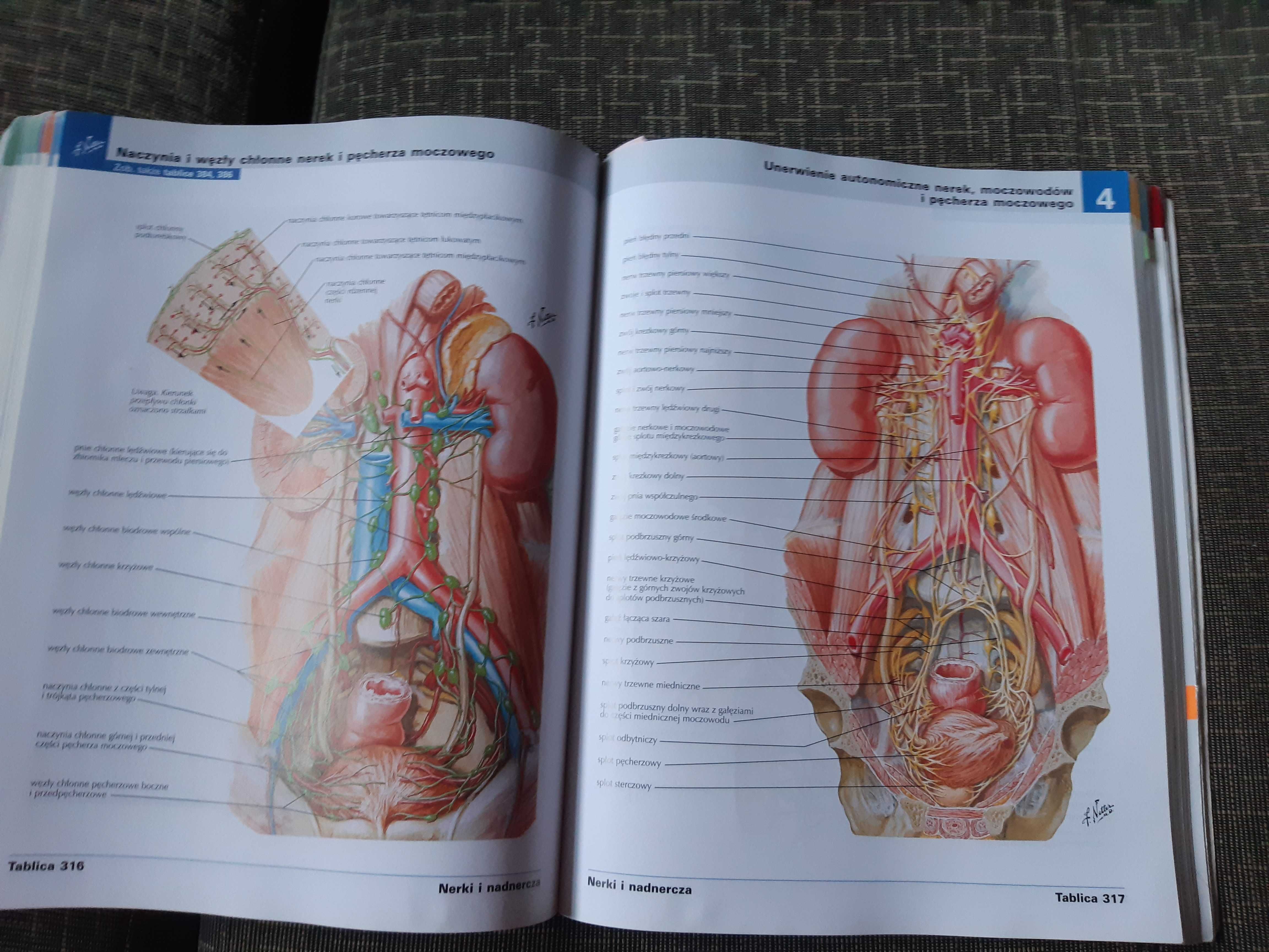 Atlas anatomii człowieka Netter polskie mianownictwo