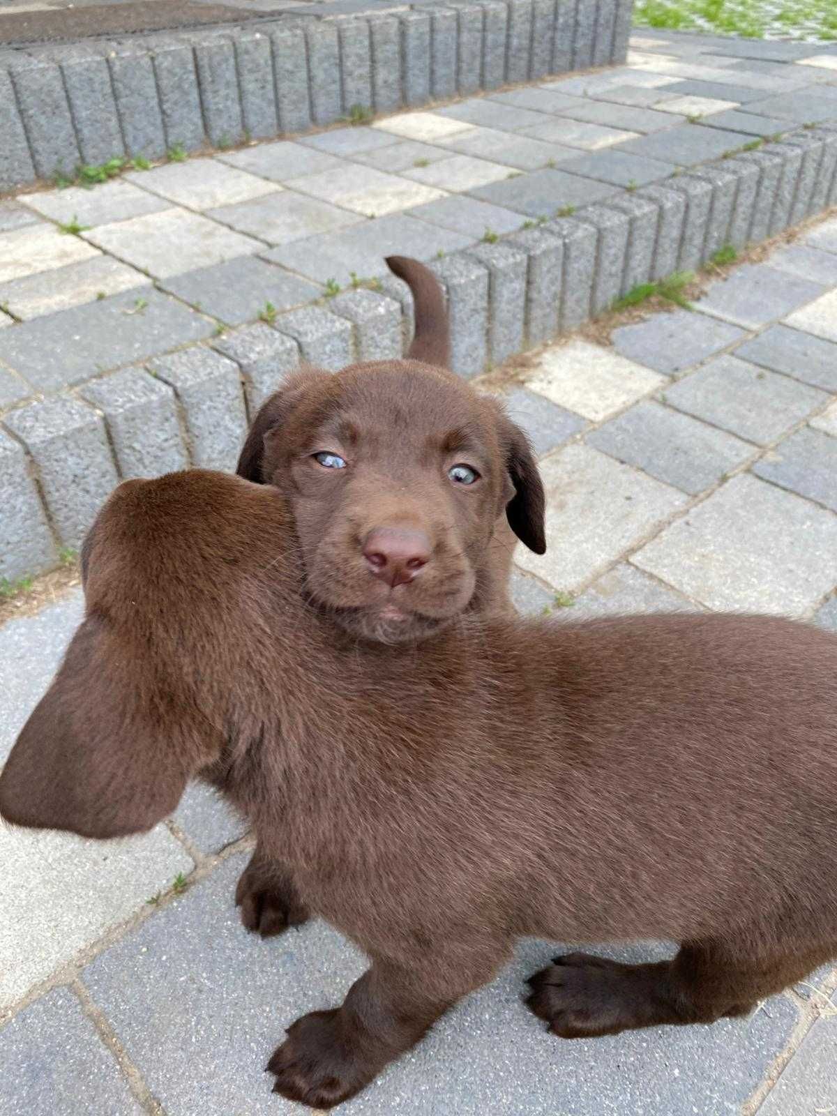 Szczeniak Labrador "Gotowy do odbioru"