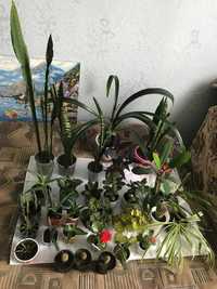 Растения, вазоны,фиалка