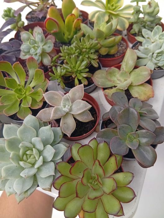Suculentas 20 unidades