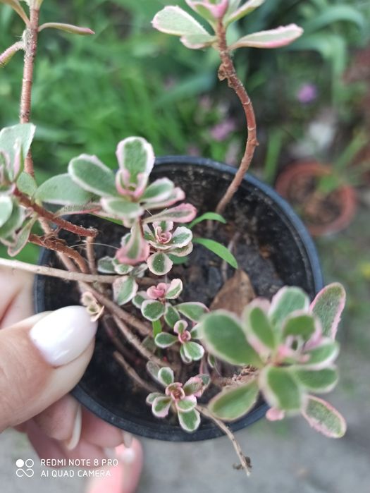 Очиток ( седум) ложный триколор и Ред дракон.