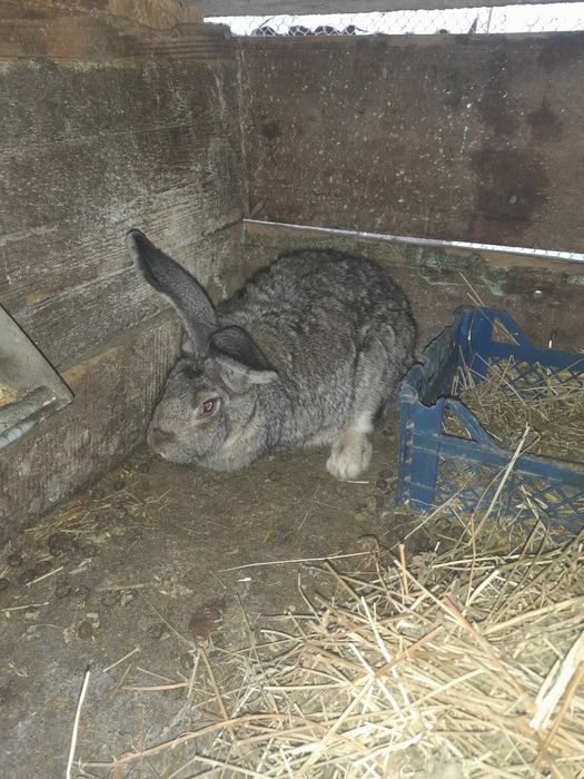 Продам  кроликів