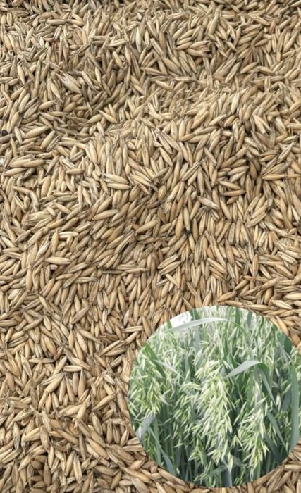 Owies Ozimy Snowbird