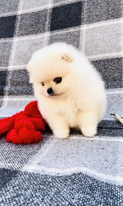 Померанская куколка