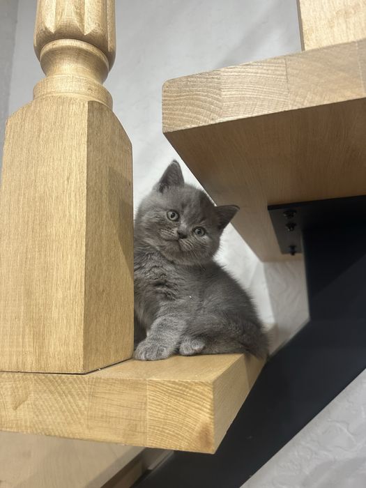 Прямовухий шотландець котик