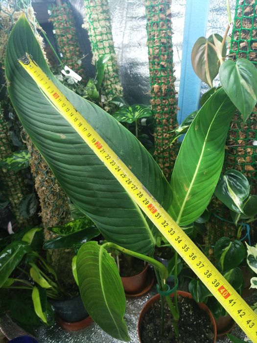 філодендрон  heterocraspedon
Філодендрон Heterocraspedon вартість 1300