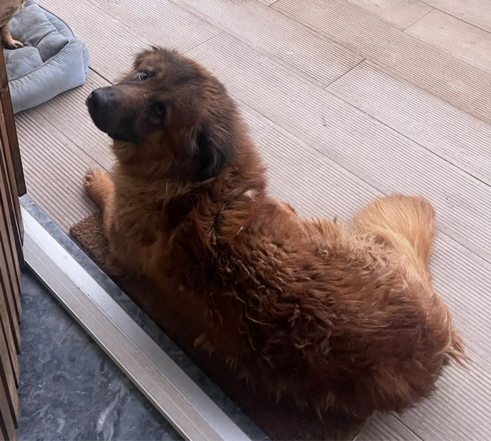 Cão serra da estrela