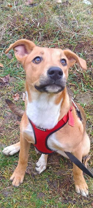 Ava młoda suczka szuka domu