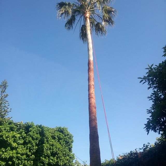Jardineiro serviços de jardinagem