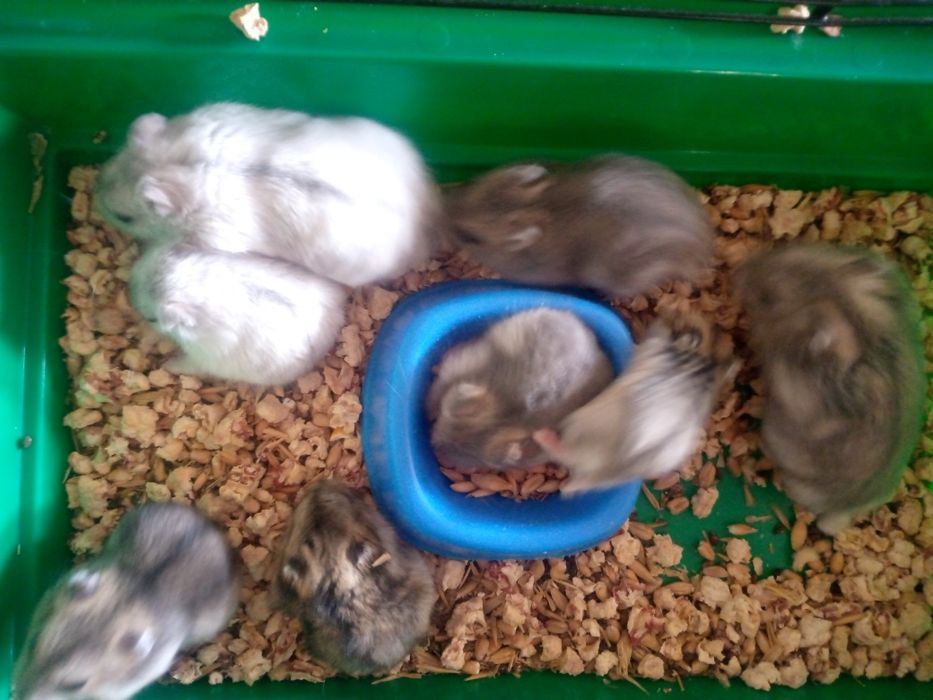 Джунгарский хомяк