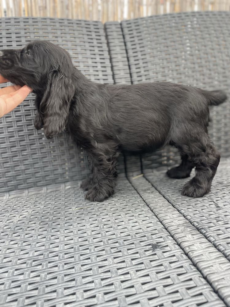Suczka cocker spaniel angielski czarna z bialym badania genetyczne