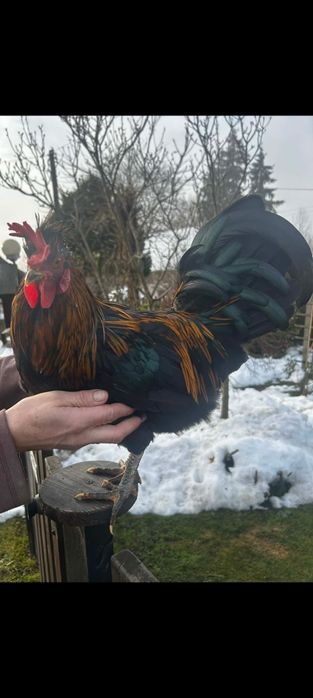 Młode koguty szukają nowego kurnika .