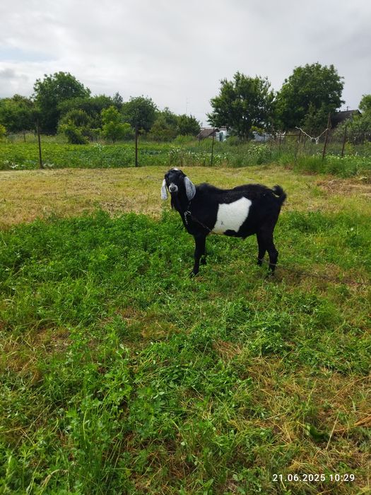 Козел Англонубієць чистокровний ощасливить вашу кізоньку