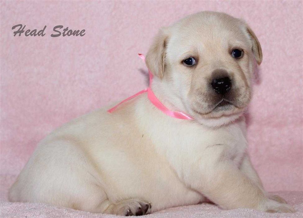 Щенки Лабрадора ретривера