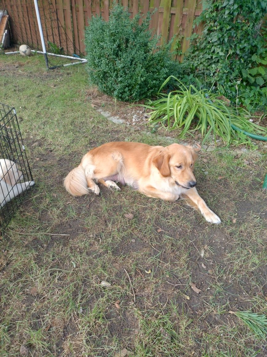 Szczeniak Golden Retriever