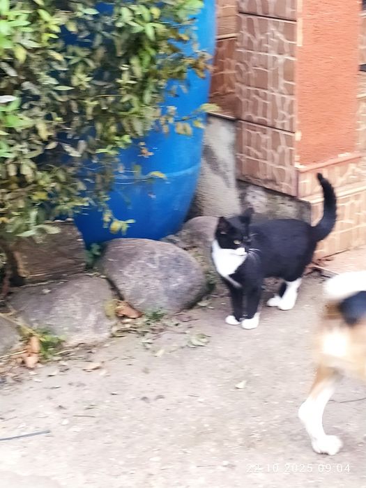 Beagle piesek 6 miesięcy szczepiony z rodowodem