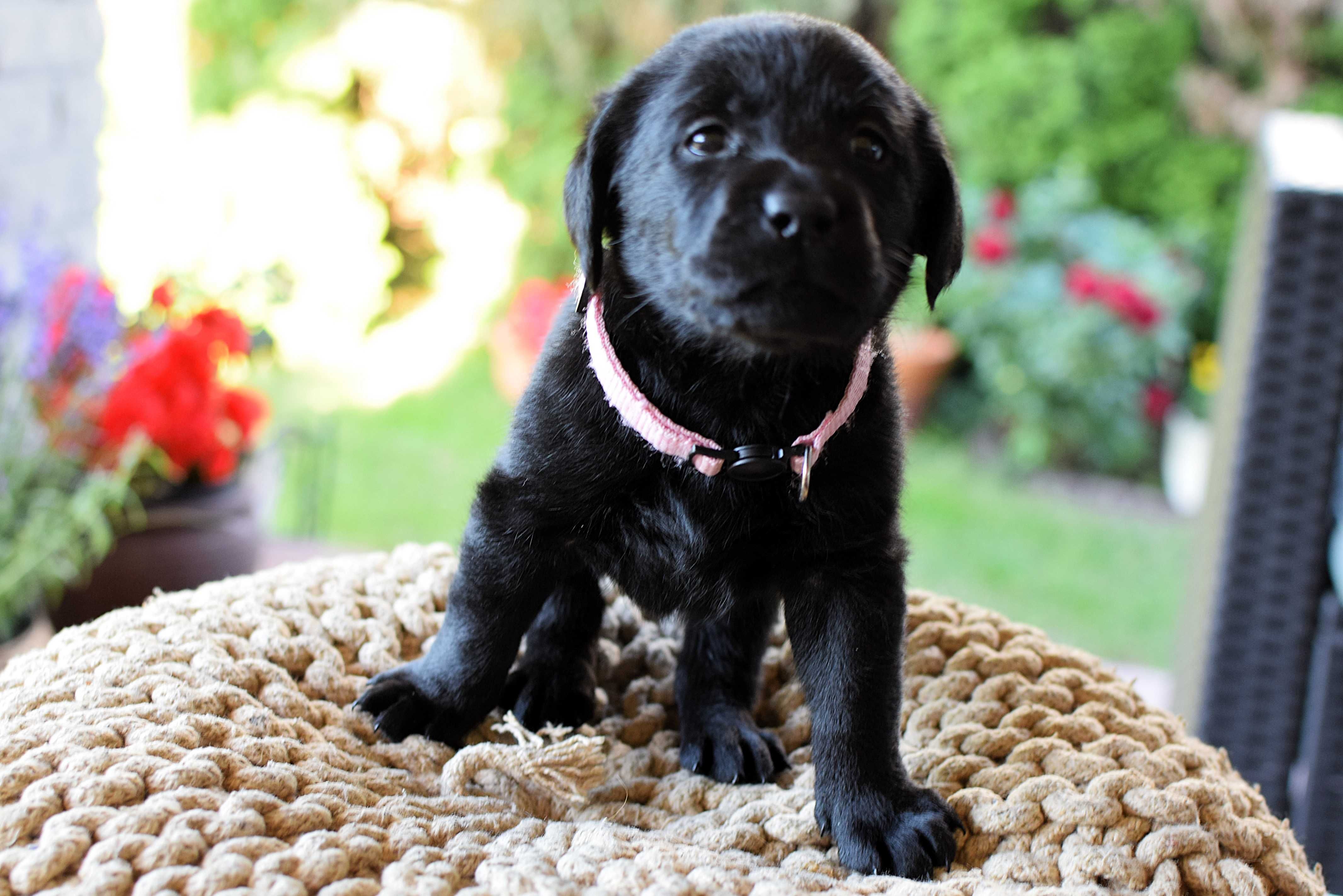 Piękny szczeniak Labrador Retriever