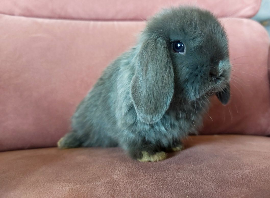 Królik Baranek Miniaturka MINI LOP