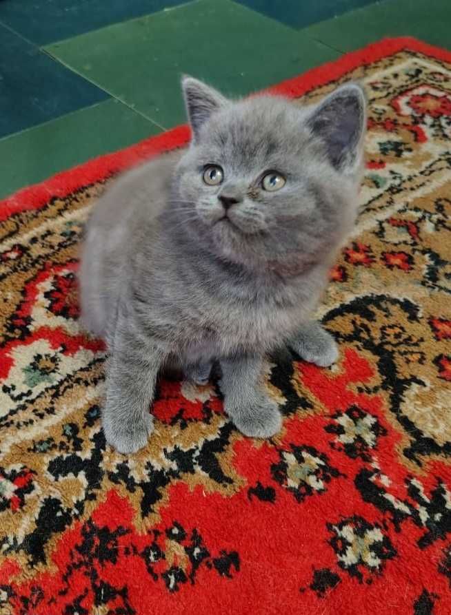 Котенок  британец